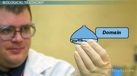 Eukarya | Definition, Characteristics & Domains - Lesson | Study.com