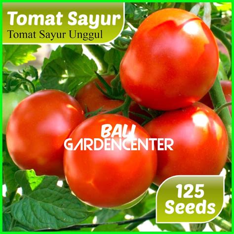 Jual Isi 125 Benih Biji Tomat Sayur - Tomat Buah | Shopee Indonesia