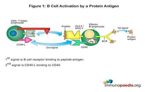 B Cell Activation Pathway