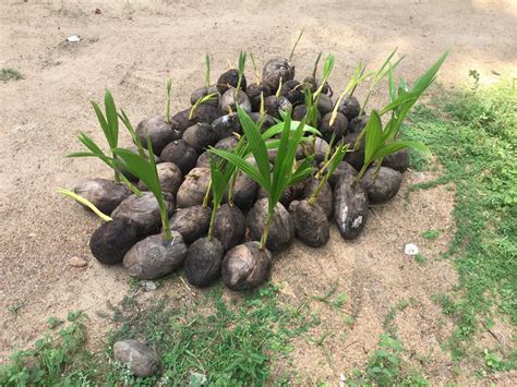 Naked Coconut Plants At Best Price In East Godavari By Sree Visista