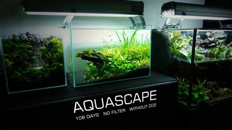 Low Tech Without CO2 Planted Aquarium L Easy Do Aquascape L No Co2 L No