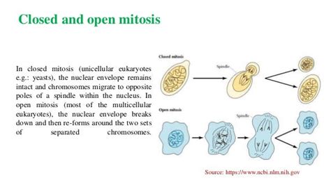 Cellular Organelles Nucleus Mitochondria And Plastids