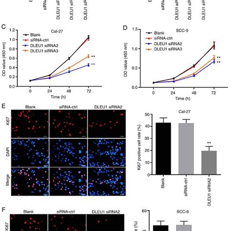 Silencing Of Dleu Induces G Arrest In Cal Cells A The Cell