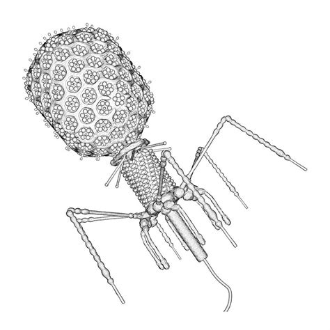 Bacteriophage T Photograph By Russell Kightley Fine Art America