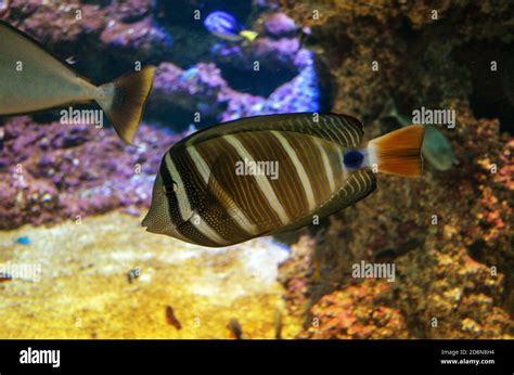 Brightly Colored Fish In Front Of A Coral Reef In A Saltwater Tank