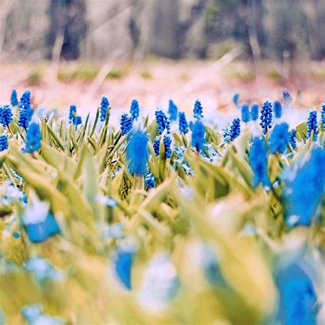 Blue Spring Flowers Wallpapers Wallpaper Cave