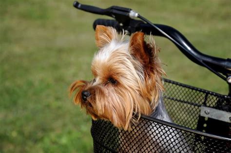 Корзины для собак на велосипед — Pet-Trips