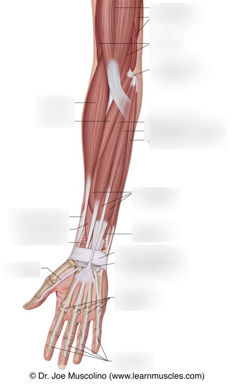 Anterior Forearm Superficial Muscles Imaging Diagram Quizlet