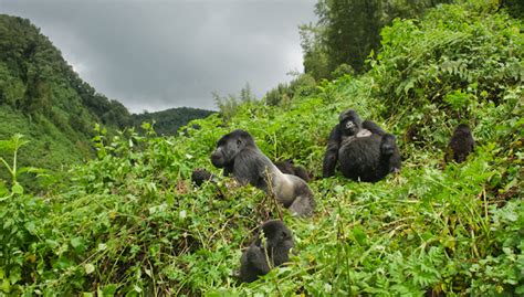 3 Day Gorillas And Golden Money Tracking In Volcanoes National Park Rwanda