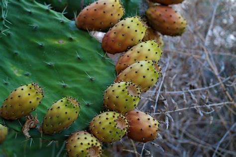 Edible Cactus Fruit : Prickly pear cactus is edible. | BestPicturesFish