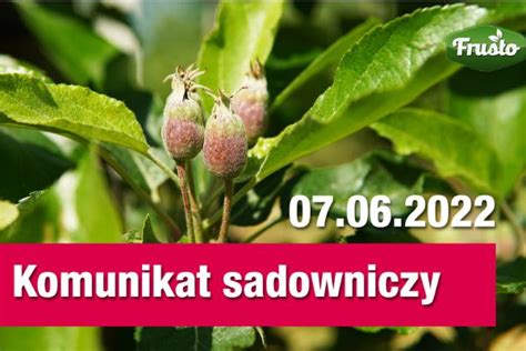 Komunikat sadowniczy 07 06 ważne pułapki feromonowe presja szkodników