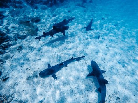 Sharks of Galapagos: Are They Dangerous & Where Can You See Them? - My ...