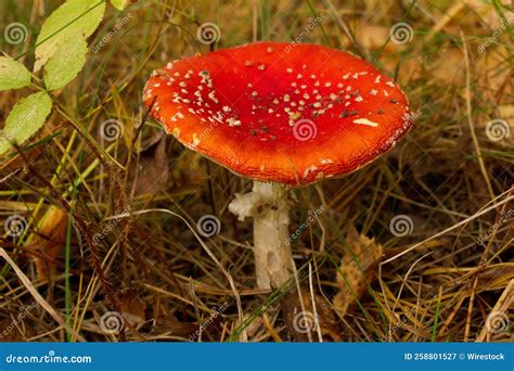 Captura De Pantalla De Los Detalles De Un Hongo Naranja En Un Suelo