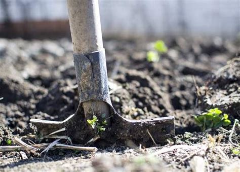 How to cultivate your soil - Jackson's Nurseries