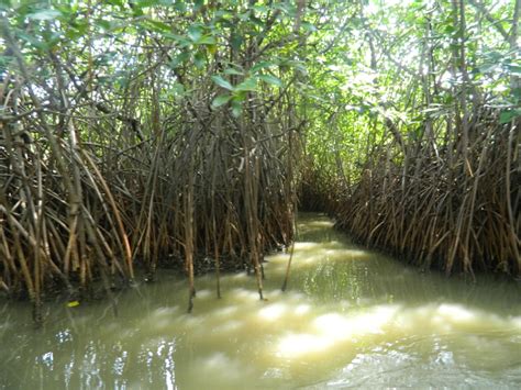 Travel Another India: Pichavaram: Of Mangroves & Oysters.