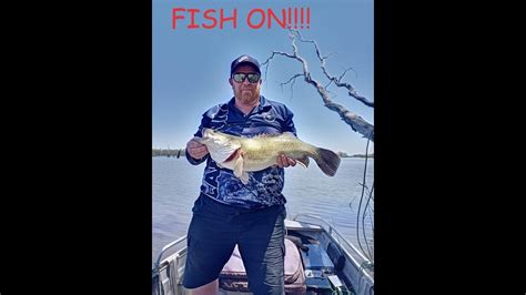 Murry Cod Fishing At Lake Mulwala Youtube