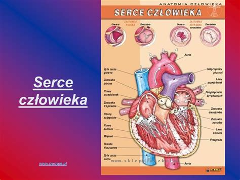 Rysunek Obraz Budowa Serca Czlowieka Opis