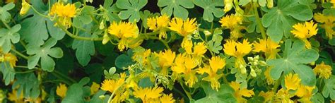 Amazon Outsidepride Tropaeolum Peregrinum Nasturtium Canary