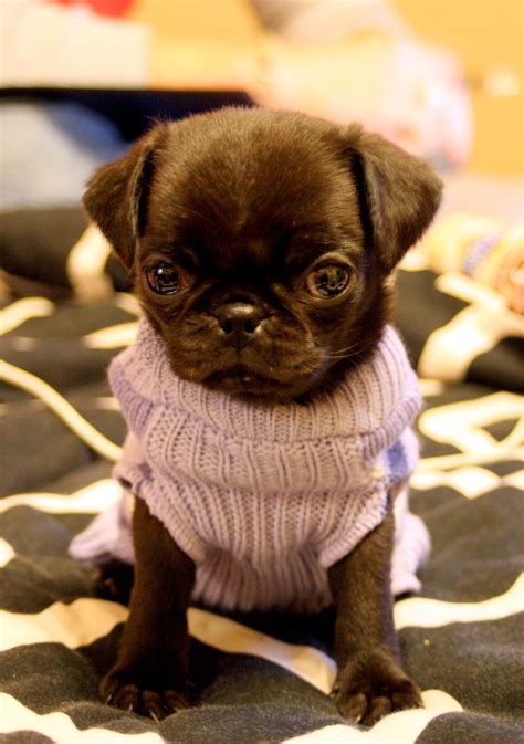 Baby Pug Baby Pugs Cute Pugs Cute Animals