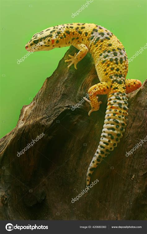 Pet Leopard Geckos