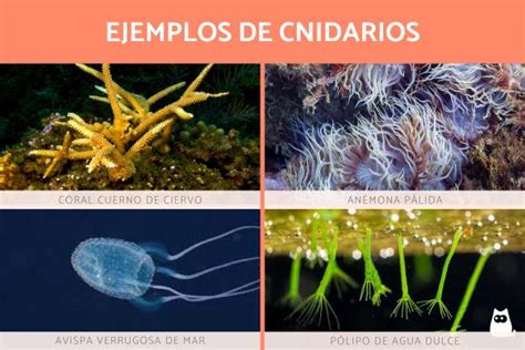 Tipos De Cnidarios Qué Son Ejemplos Características Y Reproducción