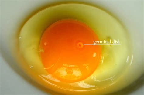 Reading the Germinal Disk and Breeding | Community Chickens