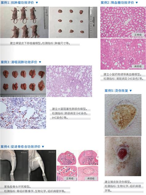 大小鼠等哺乳动物实验技术服务 模型实验cro环特生物