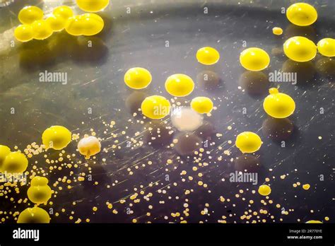 Bakterien Aus Einem Hautausstrich Kolonien Von Micrococcus Luteus Und