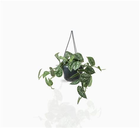 Satin Pothos Hanging - Plantssouq