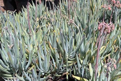Cotyledon Long Fingers: Characteristics and Care | Succulent Alley