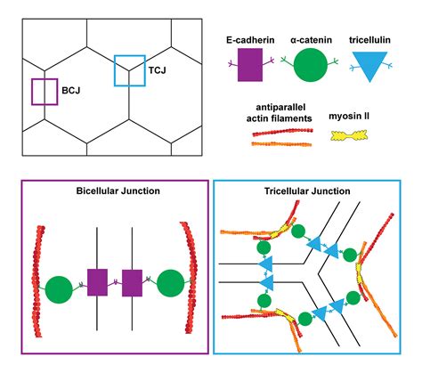 JCellBiol on Twitter Image shows how α catenin links F actin to cell