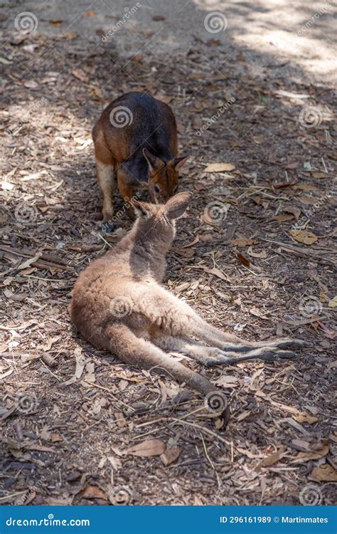 Small Kangaroo and Wallaby Resting Stock Image - Image of traveling ...