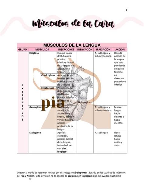 Músculos de la Cara y el Cuello Pi Apuntes uDocz