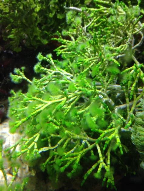 21 Live Saltwater Aquarium Plants for Your Aquascape | AquAnswers