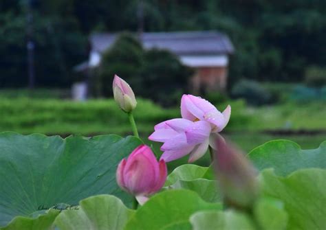 豪雨に打たれて！ 博やんひろやん）さんのフォト 趣味人倶楽部（しゅみーとくらぶ）