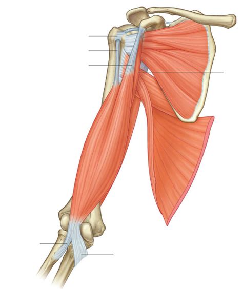 Anatomy Upper Limb Anterior Scapular Diagram Quizlet Sexiz Pix