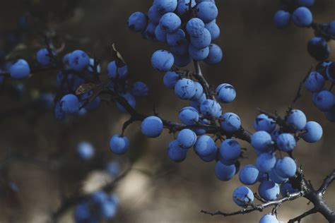 Bildet tre natur gren blomstre anlegg drue gård frukt bær