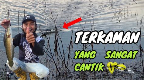 Full Sambaran Casting Ikan Gabus Youtube