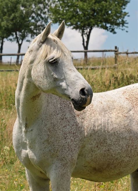 Grey arabian horse stock photo. Image of curious, beautiful - 22610014