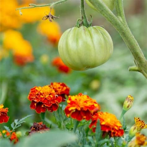 How To Grow Food In Your Backyard Smart Money Mamas