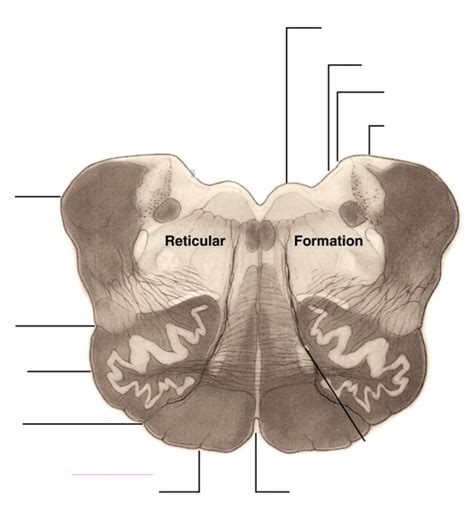 Rostral Medulla Diagram Quizlet