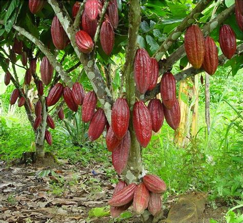 Las Noticias De Villa Del Rosario Y La Frontera Cacao Y Religiosidad