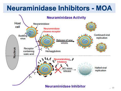 MC610 Exam 4 Antivirals Flashcards Quizlet