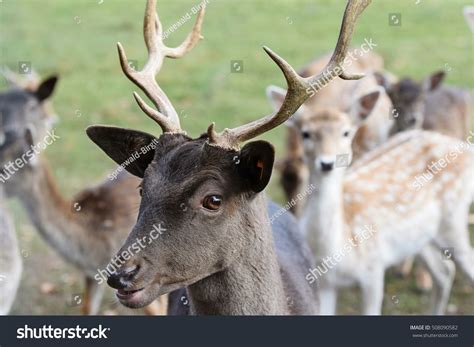 Young Black Fallow Deer Antlers Stock Photo 508090582 Shutterstock