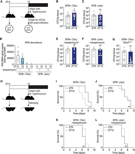 The Microbiota Coordinates Diurnal Rhythms In Innate Immunity With The