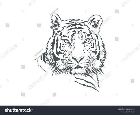 Tiger Head Hand Drawing Vector Illustrations Stock Vector Royalty Free