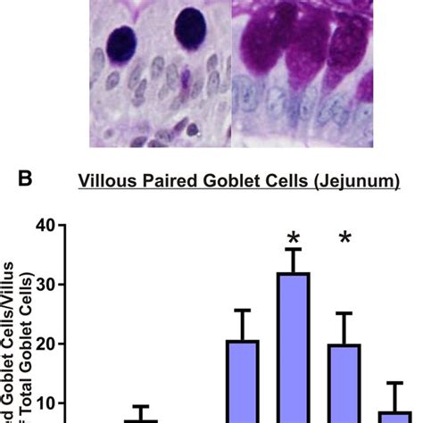 Immunohistochemistry Of Muc2 Positively Stained Goblet Cells A