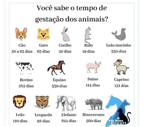 Gestação Mais Longa Do Reino Animal - Tabela De Tempo De Gestação Dos Animais - REVOEDUCA