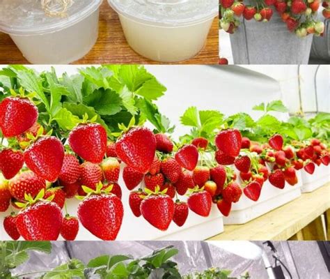 C Mo Cultivar Fresas Org Nicas En Casa Durante Todo El A O Trucos Faciles