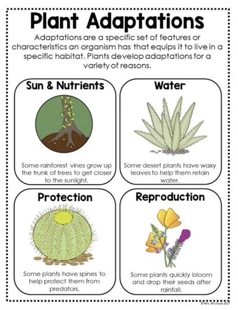 Plant Adaptations Anchor Chart For Th Th Grade Artofit